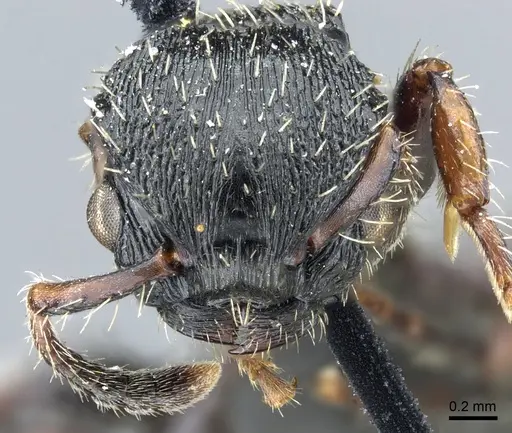 Procryptocerus adlerzi - CASENT0904892