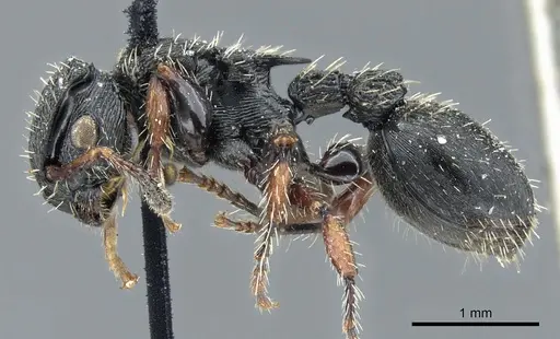 Procryptocerus adlerzi - CASENT0904892