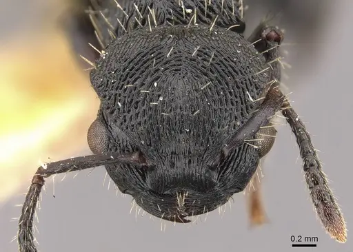 Procryptocerus adlerzi - CASENT0909254