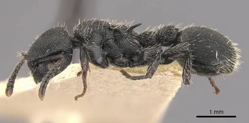 Procryptocerus adlerzi - CASENT0909254