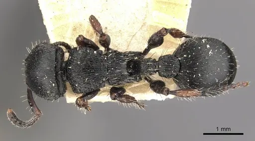 Procryptocerus adlerzi - CASENT0909255