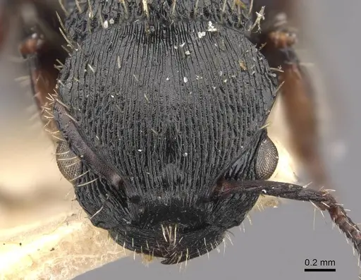 Procryptocerus adlerzi - CASENT0909255