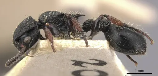 Procryptocerus adlerzi - CASENT0909255