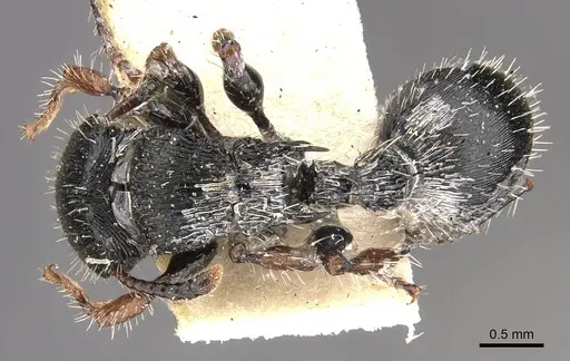 Procryptocerus adlerzi - CASENT0909256