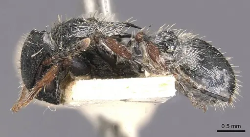 Procryptocerus adlerzi - CASENT0909256