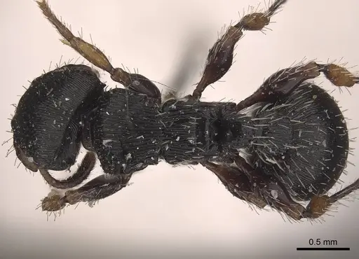 Procryptocerus adlerzi - CASENT0919589