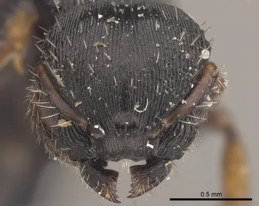 Procryptocerus adlerzi - CASENT0919589