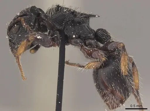 Procryptocerus adlerzi - CASENT0919589