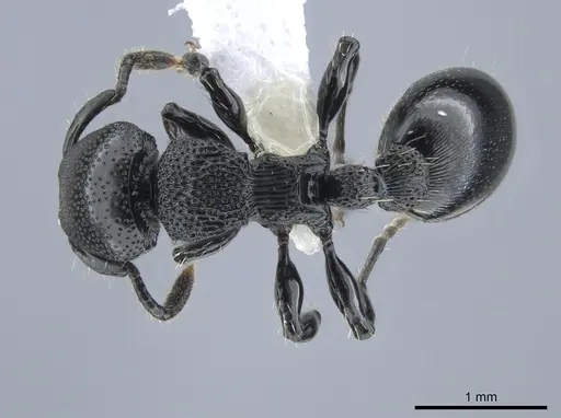 Procryptocerus attenuatus specimen