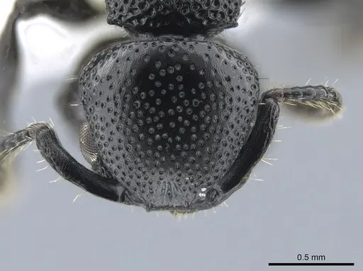 Procryptocerus attenuatus specimen