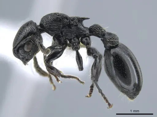 Procryptocerus attenuatus specimen