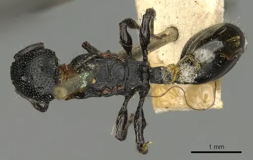 Procryptocerus attenuatus - CASENT0900224