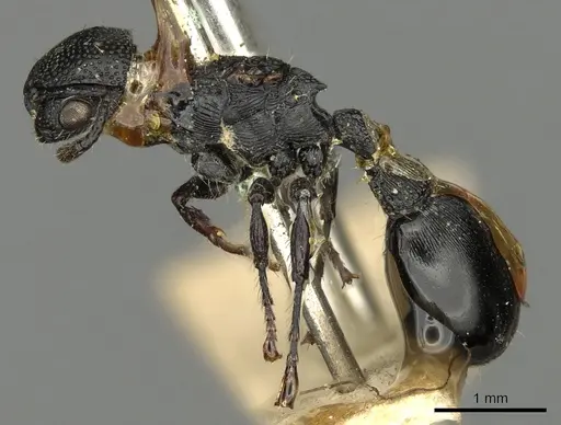 Procryptocerus attenuatus - CASENT0900224