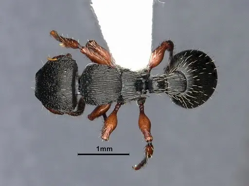 Procryptocerus balzani specimen