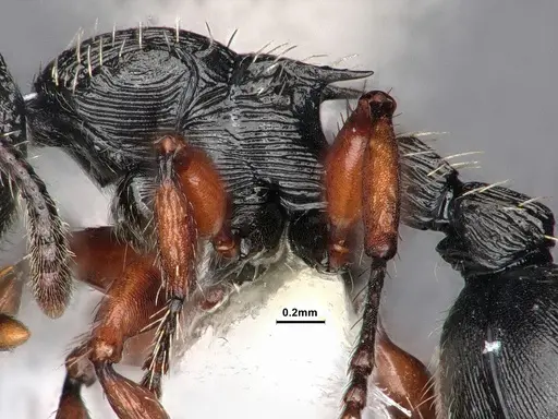 Procryptocerus balzani - CASENT0884225