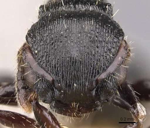 Procryptocerus balzani - CASENT0905780