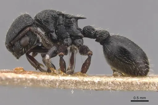 Procryptocerus balzani - CASENT0905780