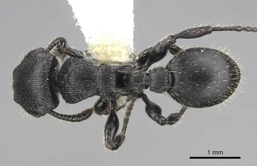 Procryptocerus balzani - CASENT0922616