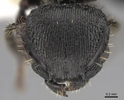 Procryptocerus balzani - CASENT0922616