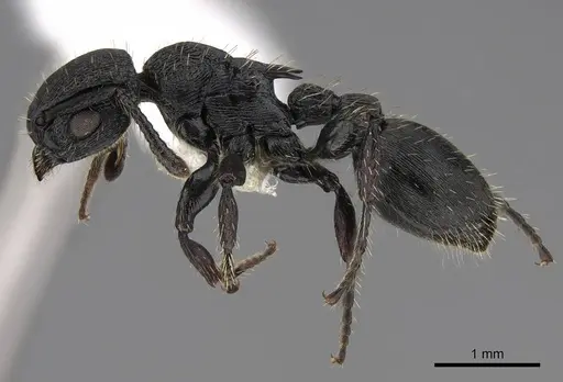 Procryptocerus balzani - CASENT0922616