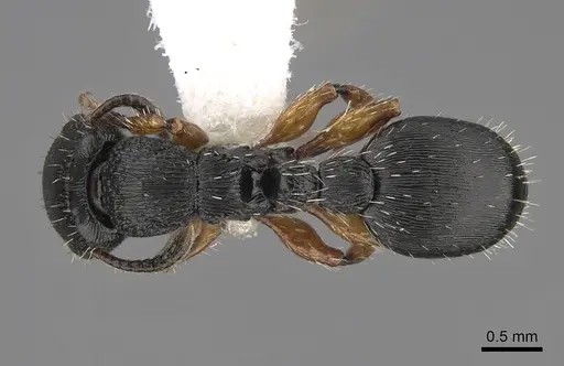 Procryptocerus balzani - CASENT0922626