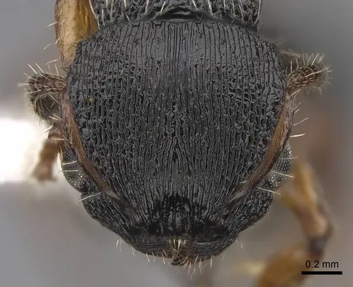 Procryptocerus balzani - CASENT0922626