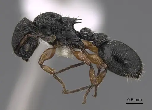 Procryptocerus balzani - CASENT0922626