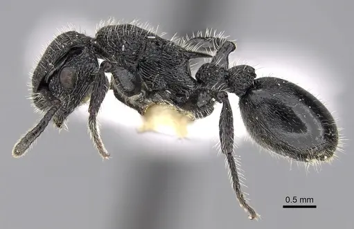 Procryptocerus batesi specimen