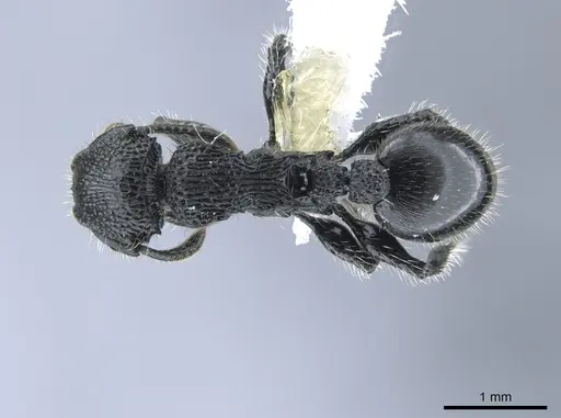 Procryptocerus batesi - CASENT0648477