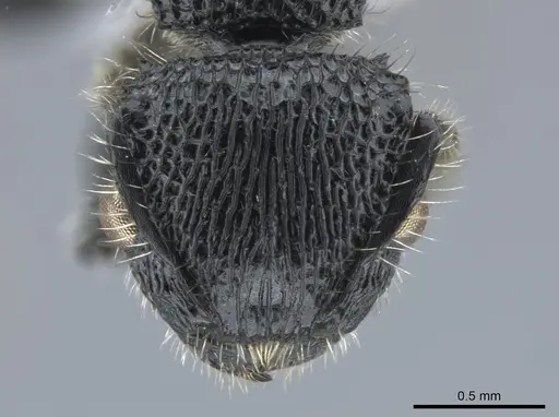 Procryptocerus batesi - CASENT0648477