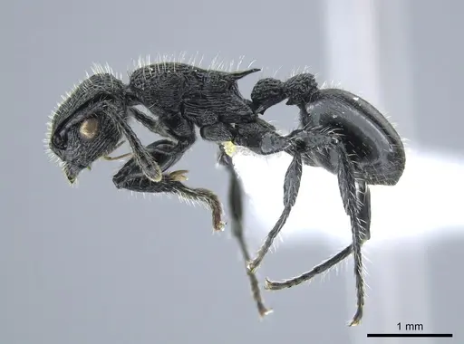 Procryptocerus batesi - CASENT0648477