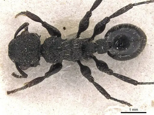 Procryptocerus batesi - CASENT0909242