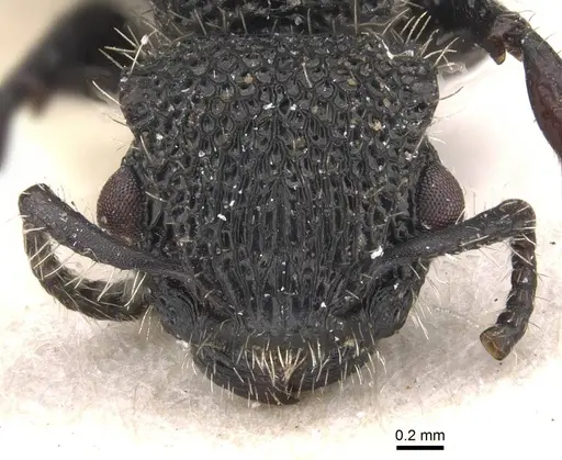 Procryptocerus batesi - CASENT0909242