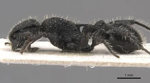 Procryptocerus batesi - CASENT0909242