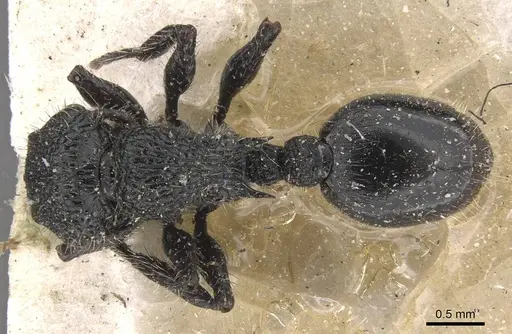Procryptocerus batesi - CASENT0909244