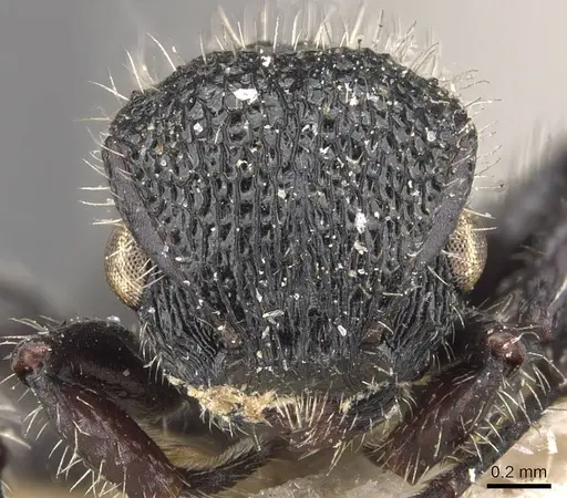 Procryptocerus batesi - CASENT0909244