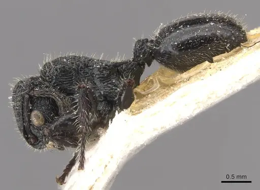 Procryptocerus batesi - CASENT0909244