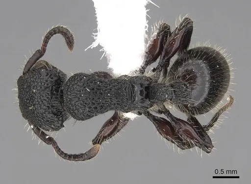 Procryptocerus batesi - CASENT0922617