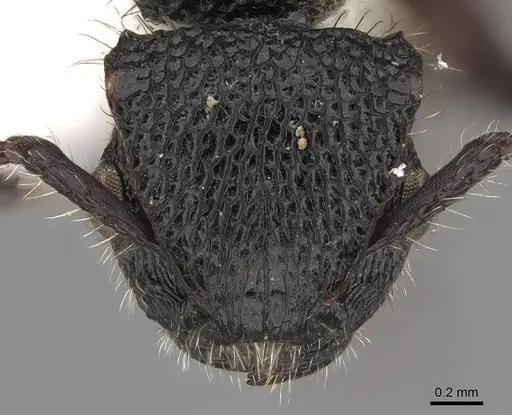 Procryptocerus batesi - CASENT0922617