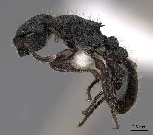 Procryptocerus batesi - CASENT0922617