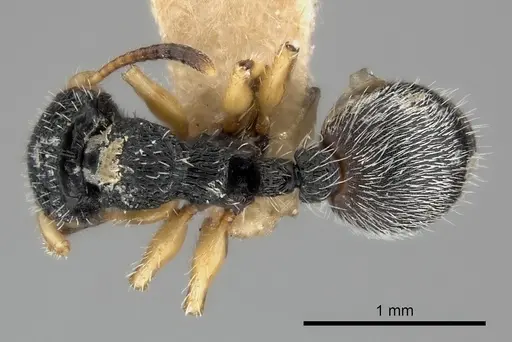 Procryptocerus belti specimen
