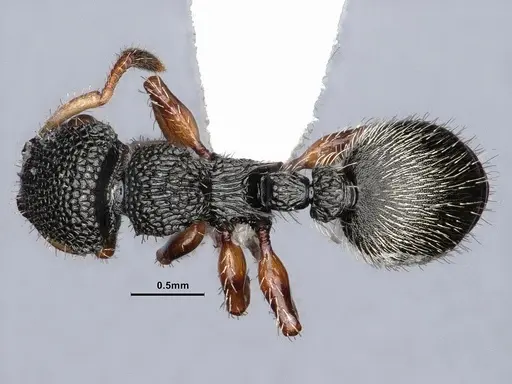 Procryptocerus belti - CASENT0884228