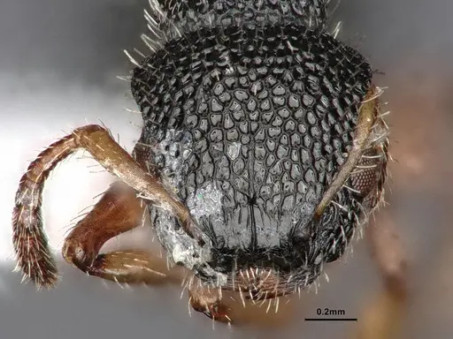 Procryptocerus belti - CASENT0884228