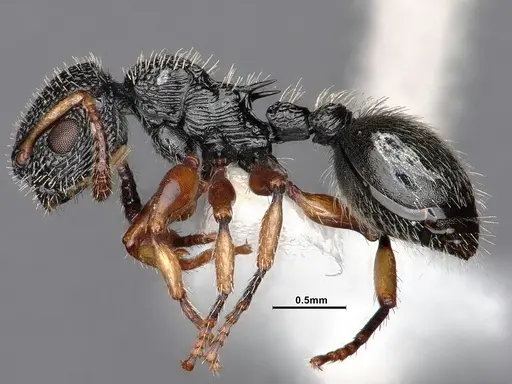 Procryptocerus belti - CASENT0884228