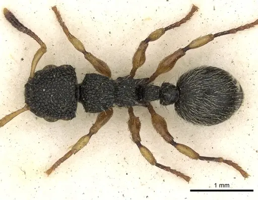 Procryptocerus belti - CASENT0900227