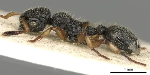 Procryptocerus belti - CASENT0900227