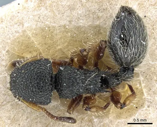 Procryptocerus belti - CASENT0904894