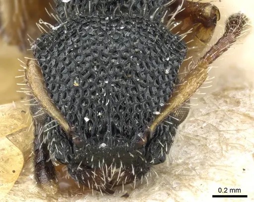 Procryptocerus belti - CASENT0904894