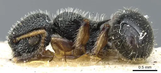 Procryptocerus belti - CASENT0904894