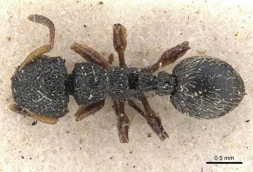 Procryptocerus belti - CASENT0909243